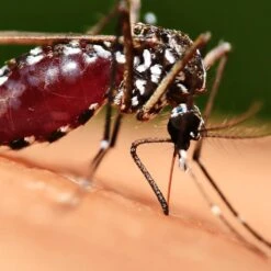 Bushman Insect Repellent Aerosol -Hiking And Camping 1256267 insect repellent aerosol